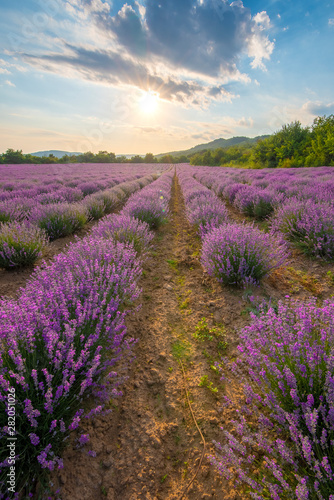 Intense purple lavender field оverwhelmed with blooming bushes grown for cosmetic purposes. Sunset time with sky filled with cumulus clouds and rays sunlight. near Burgas, Bulgaria. 