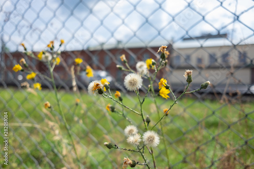 yellow flowers on a background of blue sky