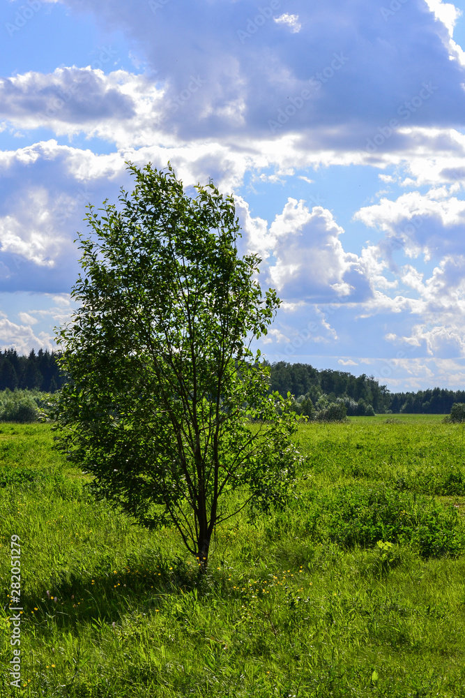 Obraz premium Beautiful landscape. Field of green grass tree. Blue sky with clouds. Russia, Moscow region