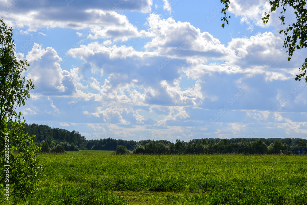 Beautiful landscape. Field of green grass tree. Blue sky with clouds. Russia, Moscow region