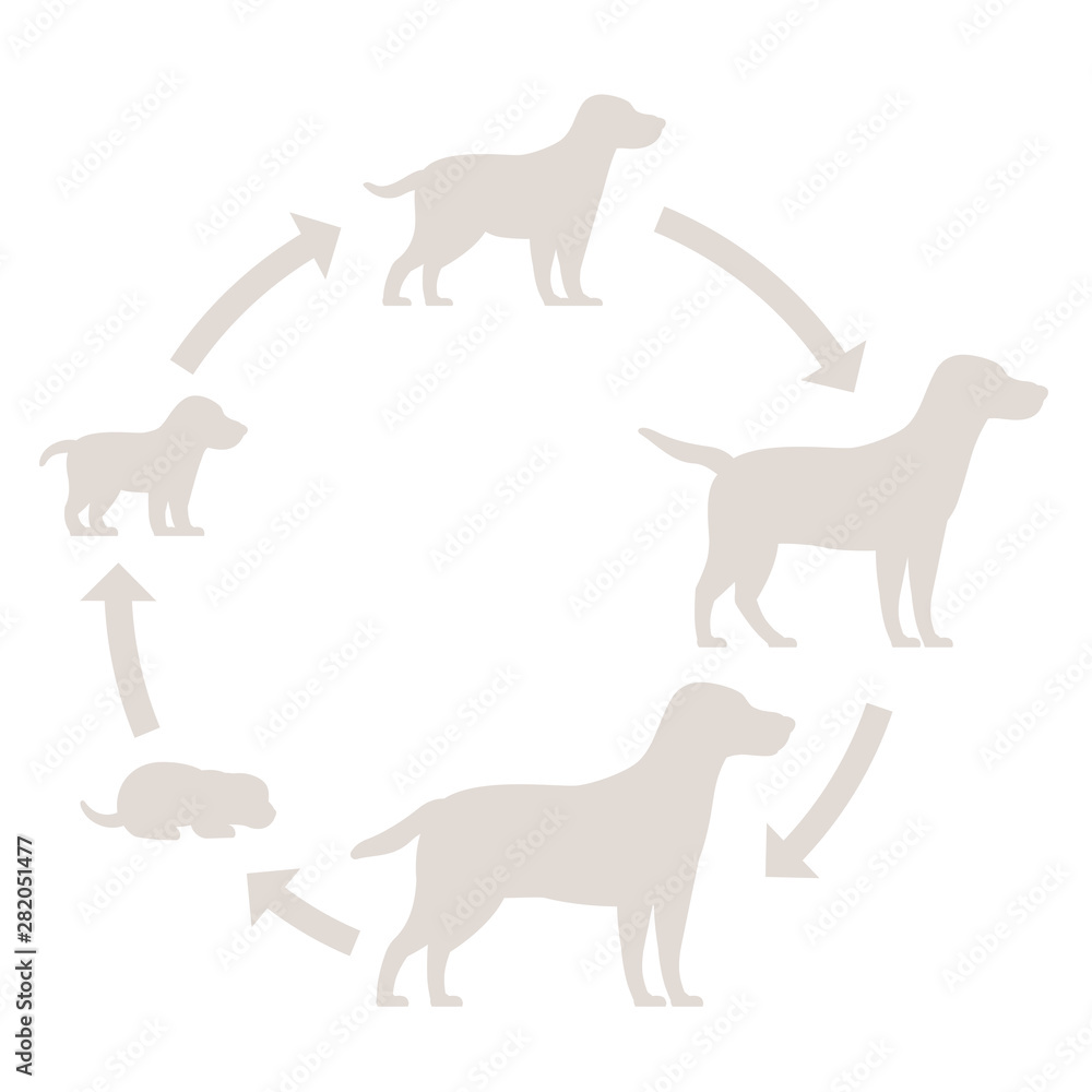 Round stages of dog growth silhouette set. From puppy to adult dog development. Animal mammals