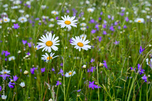 Three white daisies in a field among other wild flowers.
