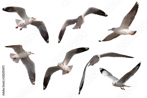 Set of seagulls flying isolated on white background photo