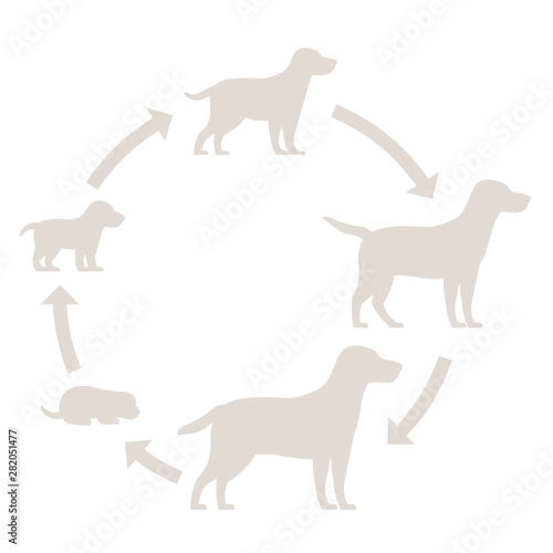 Round stages of dog growth silhouette set. From puppy to adult dog development. Animal mammals pets. Labrador retriever grow up circle animation progression. Pet life cycle. © ilyakalinin