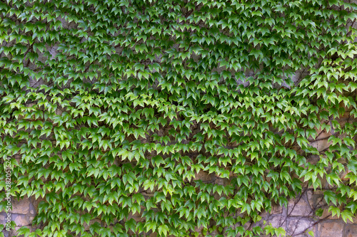 Murais de parede Green creeper on the old wall