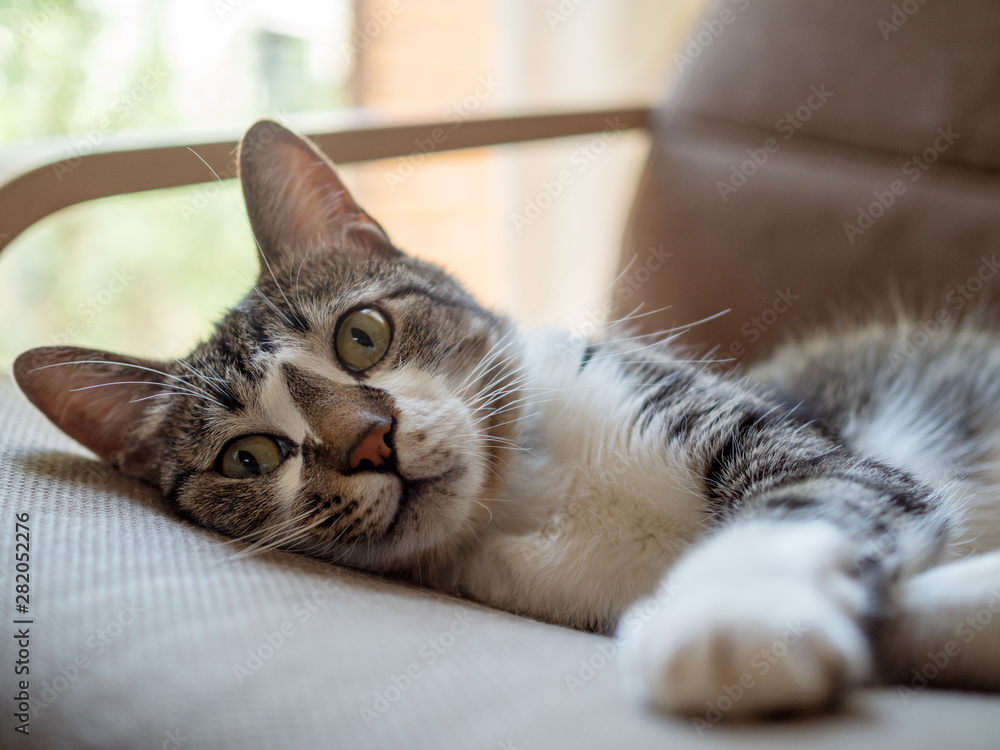 窓際の椅子の上でくつろぐ猫