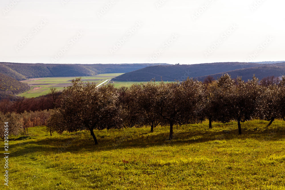 Olive trees in the croatian countryside
