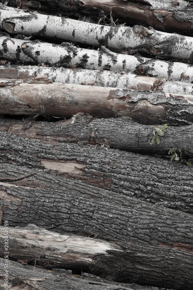 oak birch trees logging many fallen trees background natural wooden hard weathered bark oak birch trees logging many fallen trees background natural wooden hard weathered bark