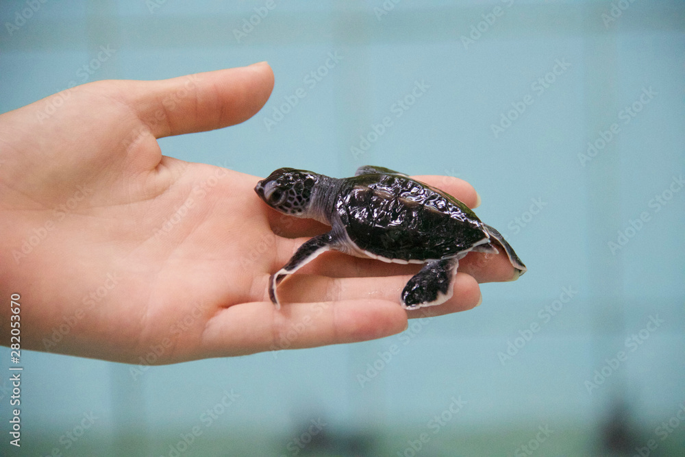 new born of turtle in woman hand new born of turtle in woman hand