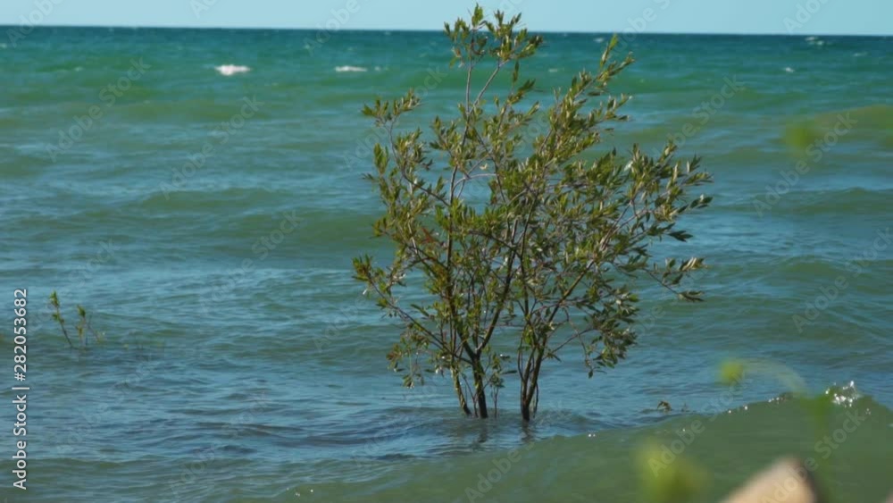 A tree with the base completely submerged under water due to unusually high tides in slow motion A tree with the base completely submerged under water due to unusually high tides in slow motion