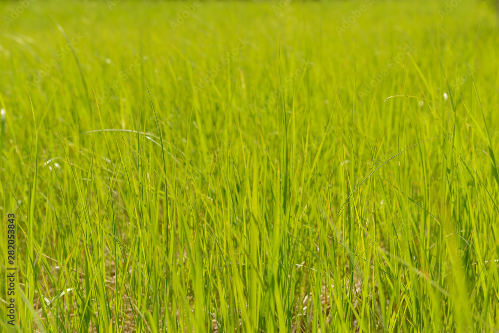 Photo of bright green grass in a summer meadow. Ground level photo.