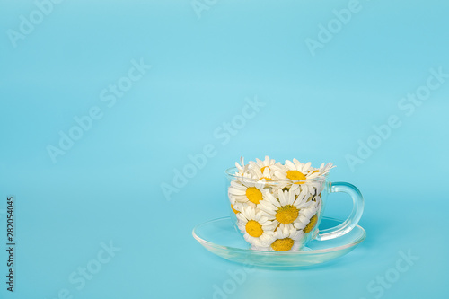 Chamomile flowers in transparent glass cup on saucer on blue background. Crearive concept natural chamomile tea, herbal medicie to calm your nerves and good mood. Copy spase for text