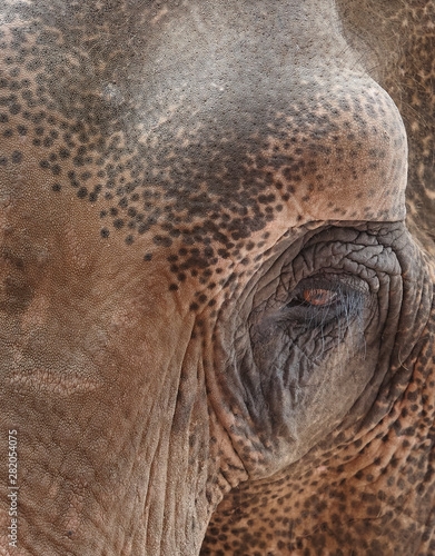 Close up of the eye of an elephant