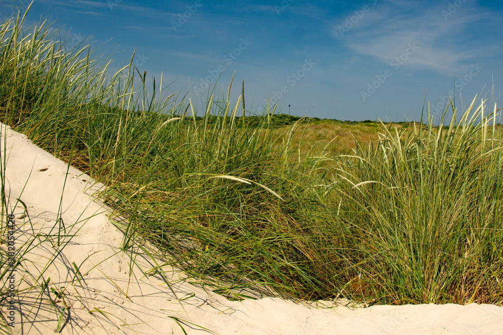 Gräser am Strand 4 Gräser am Strand 4