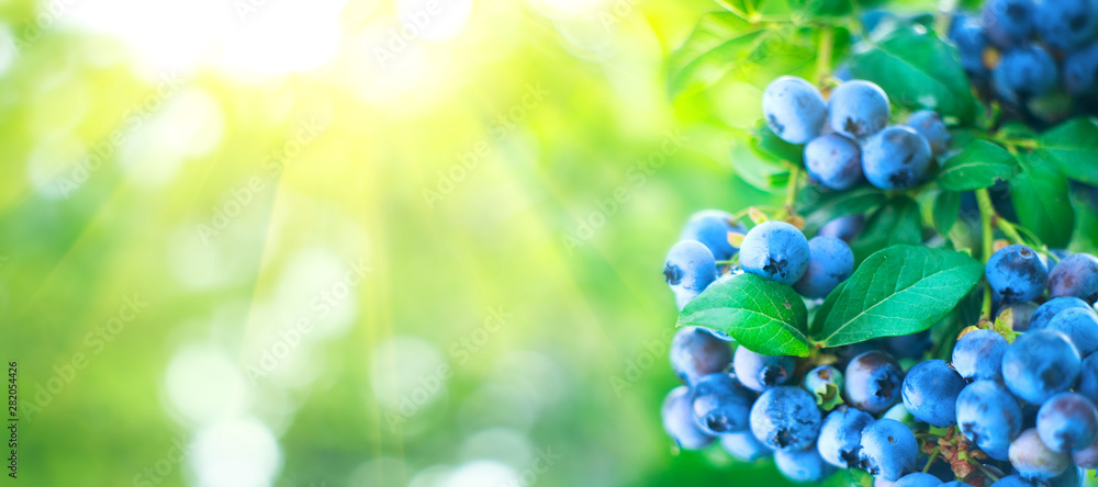 Blueberry plant. Fresh and ripe organic Blueberries growing in a garden. Healthy food. Agriculture - obrazy, fototapety, plakaty 