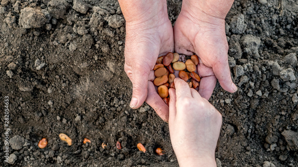 From the hands of an elderly farmer, the child takes the grain and plants it in the soil. Work together, a generation of farmers From the hands of an elderly farmer, the child takes the grain and plants it in the soil. Work together, a generation of farmers