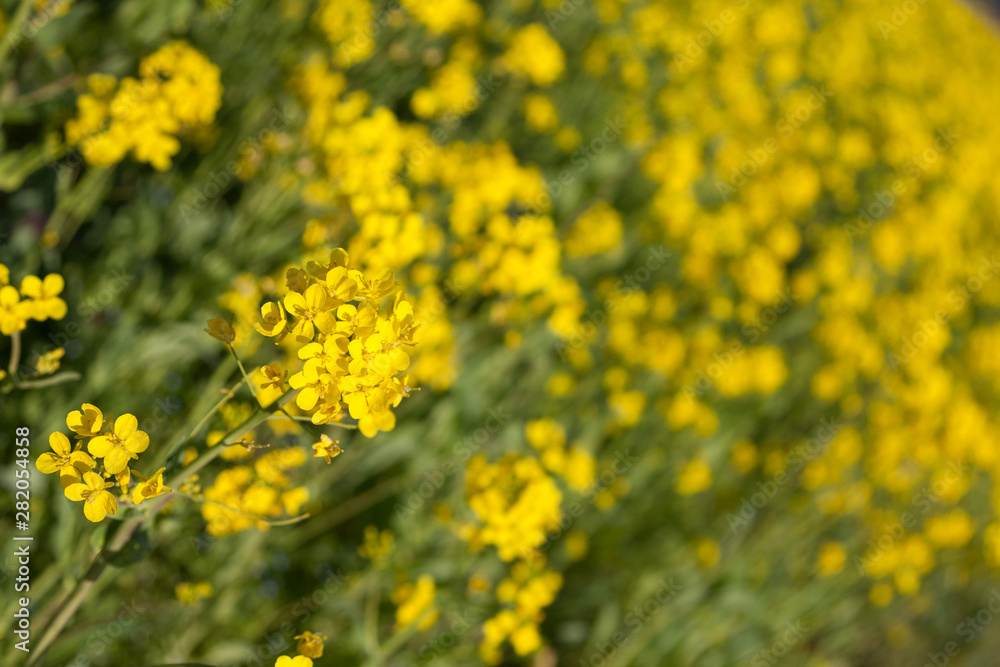 菜の花の畑 菜の花の畑