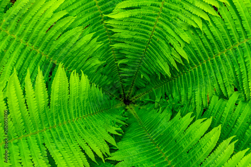Background of the green fern. Top view. Natural pattern