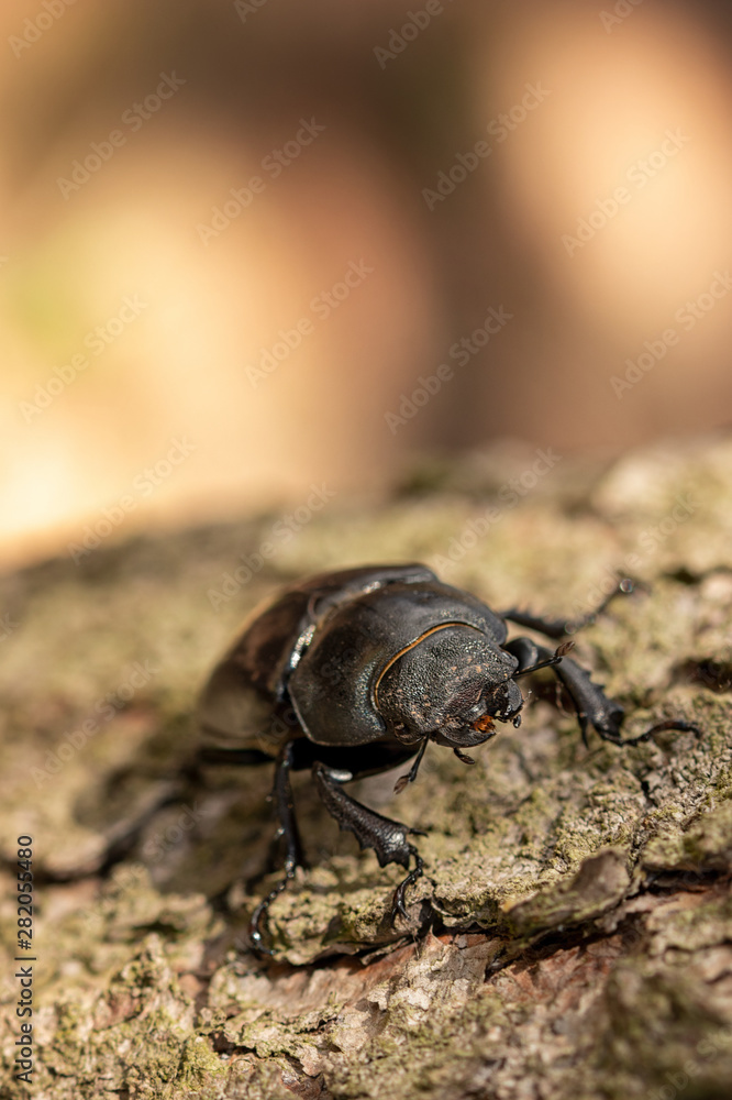 Hirschkäfer Weibchen Hirschkäfer Weibchen
