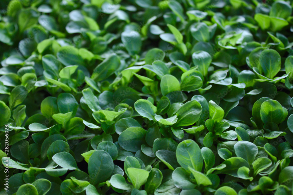Ackersalat Ackersalat