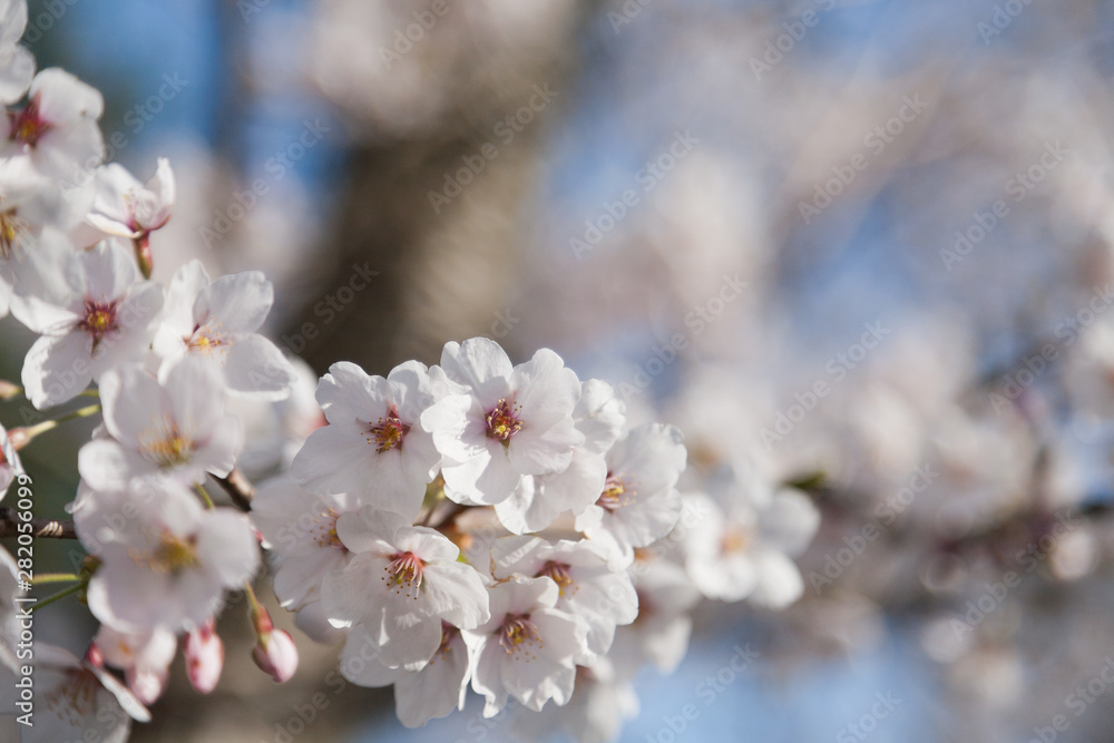 Somei Yoshino cherry blossoms bloom Somei Yoshino cherry blossoms bloom