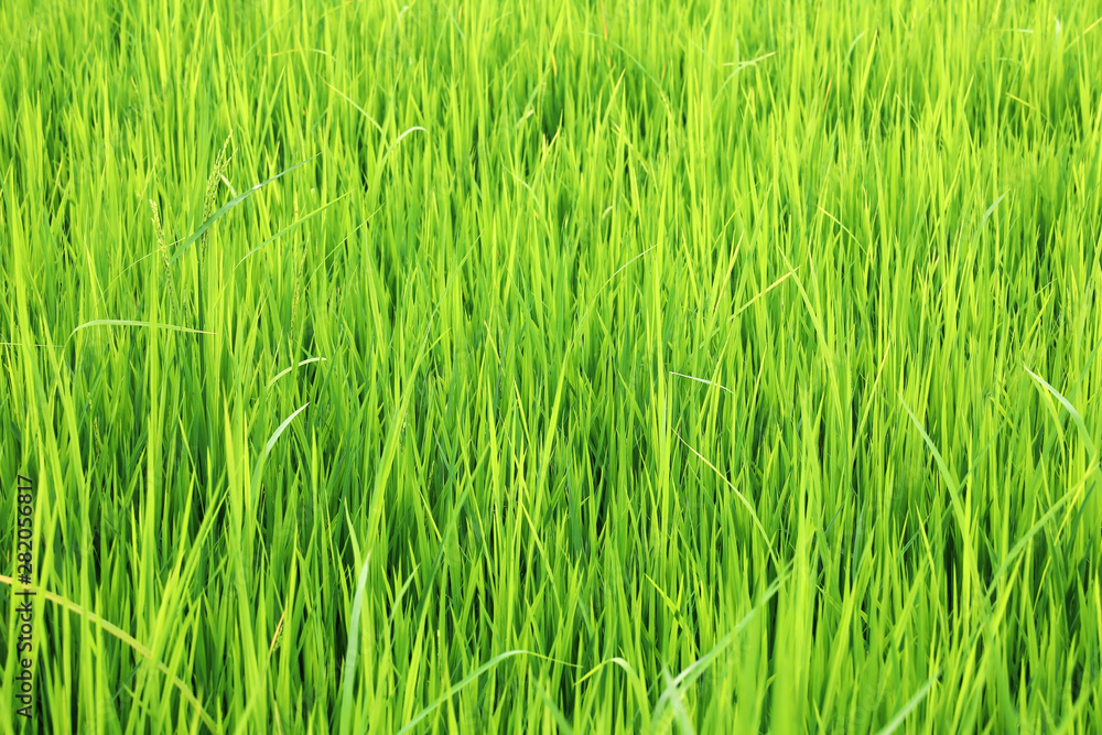field of green paddy rice in plantation