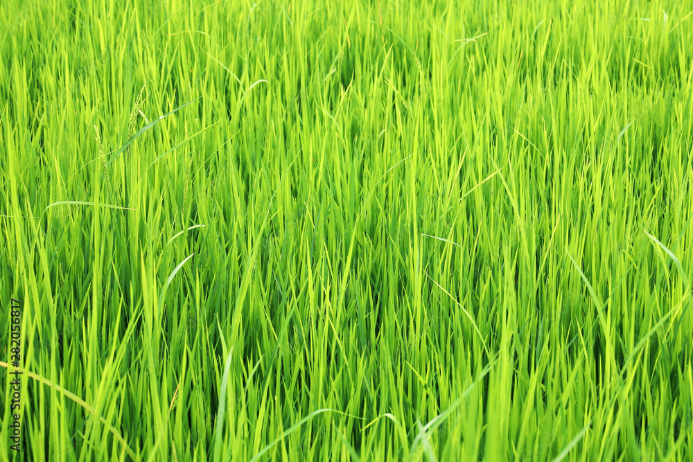 field of green paddy rice in plantation field of green paddy rice in plantation