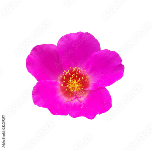 fresh pink flower tint isolated on white background with clipping path