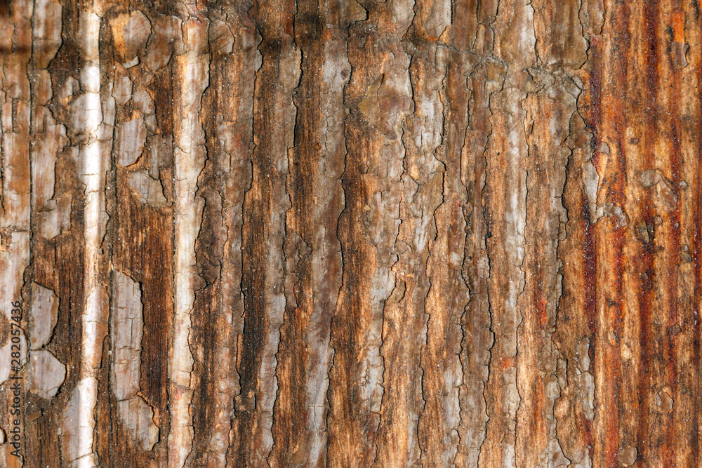 Obraz premium paint mostly peeled off from aged wooden plank. Peeling paint on old brown wood desk. scratched wooden flooring with lacquer peeled off.