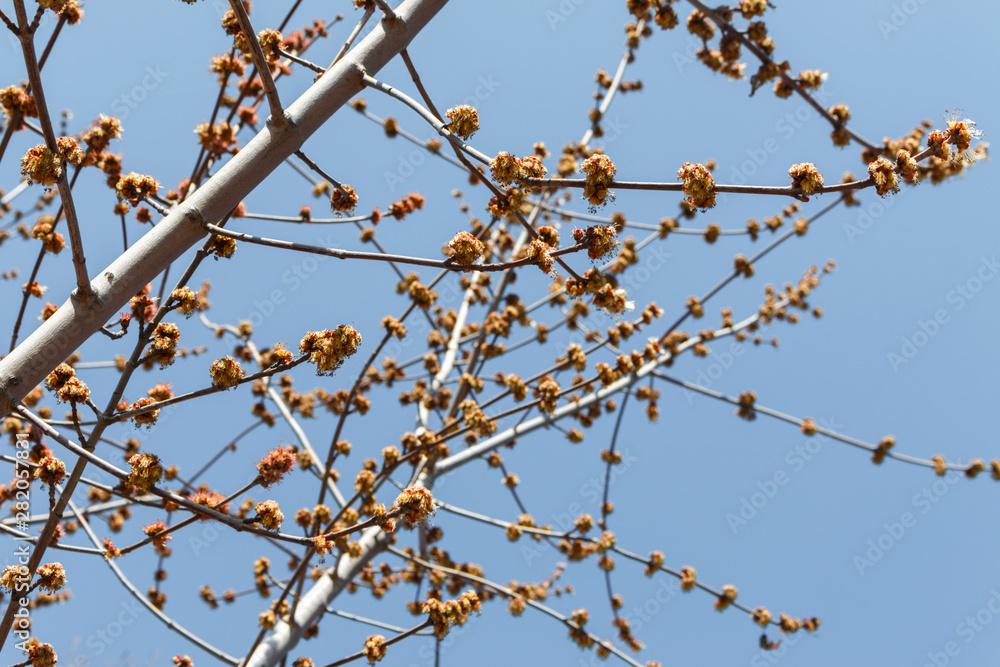 flowers bloom on a tree in early spring. Branch of a tree with blooming buds, selective focus. garden care, spring gardening сoncept flowers bloom on a tree in early spring. Branch of a tree with blooming buds, selective focus. garden care, spring gardening сoncept