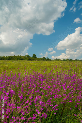 Beautiful summer landscape marvelous purple wild flowers and bright blue sky with white clouds on a sunny day.