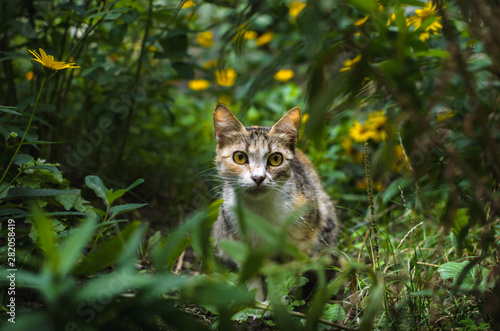 Portrait of a cat on a green background with yellow flowers