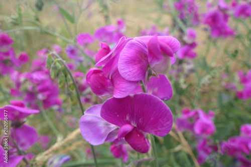 rosa Edelwicke süße Erbse