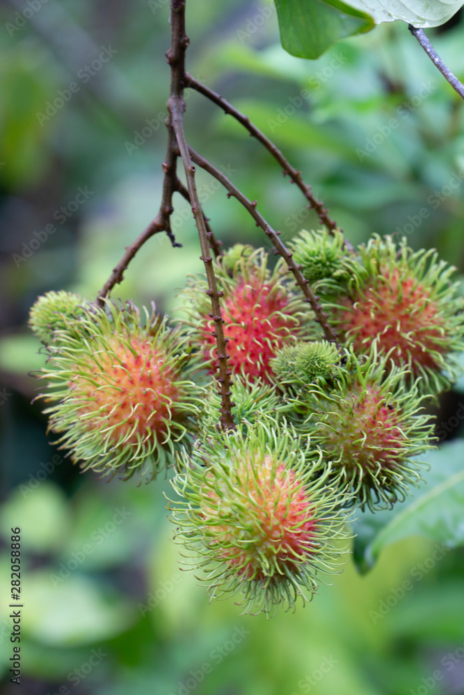 Fresh rambutan in Natural background. Fresh rambutan in Natural background.