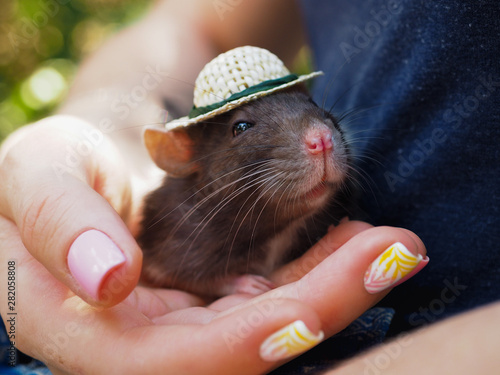  rat in a hat