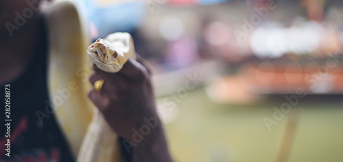 Boa snake tamer in Thailand,selective focus