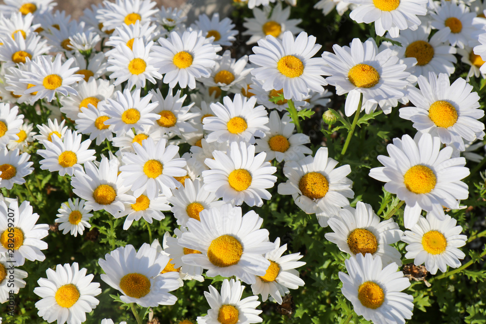 Blooming daisy flowers (Bellis perennis) background. Happy summer day. Blooming daisy flowers (Bellis perennis) background. Happy summer day.