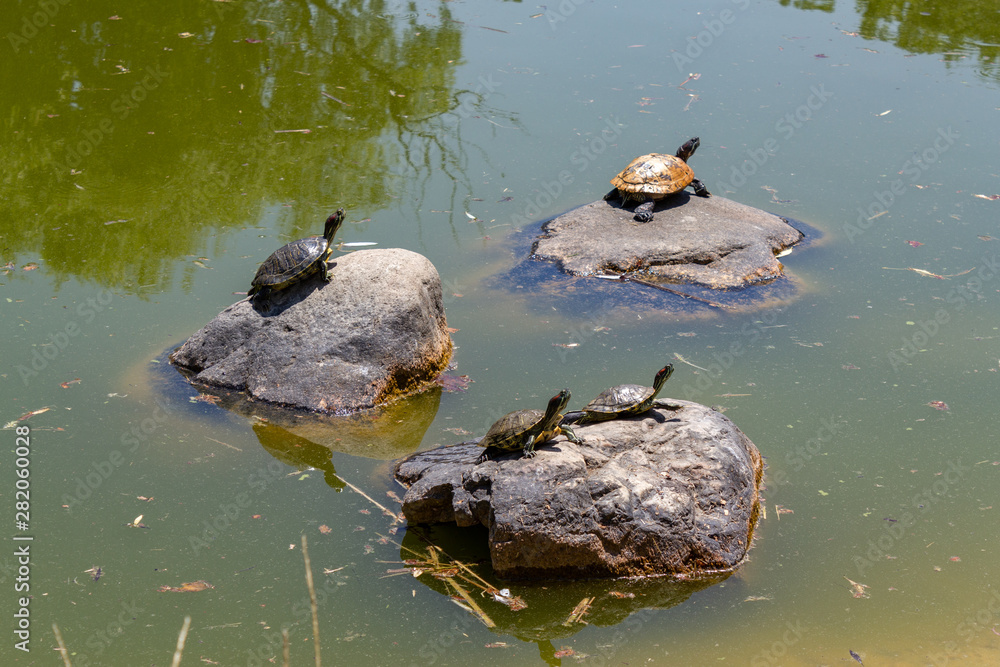 Water turtles on rock in lake on a sunny day Water turtles on rock in lake on a sunny day