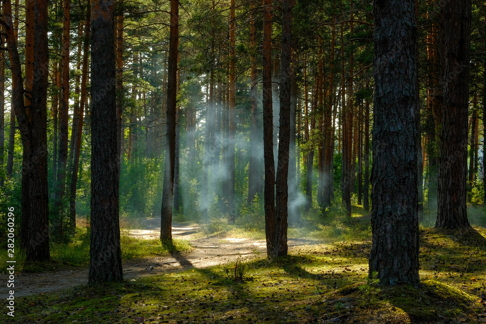 Fototapeta premium Curved pathway in pine forest in evening