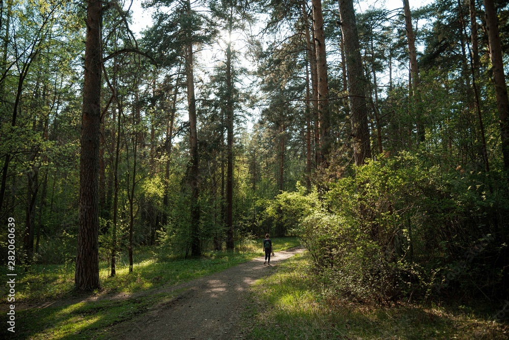 Girl in a summer pine forest Girl in a summer pine forest