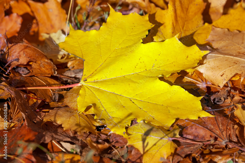 Yellow autumn leaf of a maple lying on fallen leaves on ground