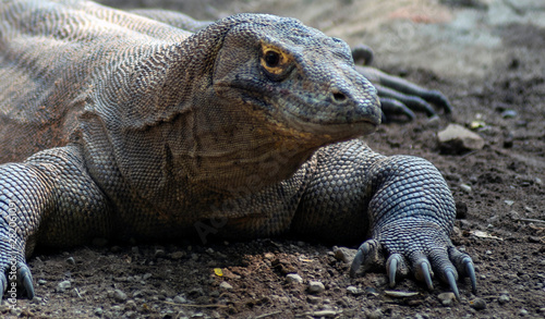  Komodo is the largest species of the Varanidae family  with an average length of 2-3 meters and can weigh up to 100 kg.
