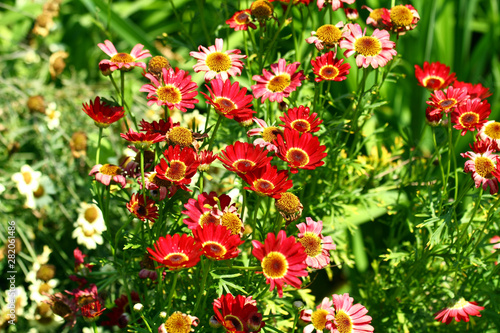 Zinnia flowers