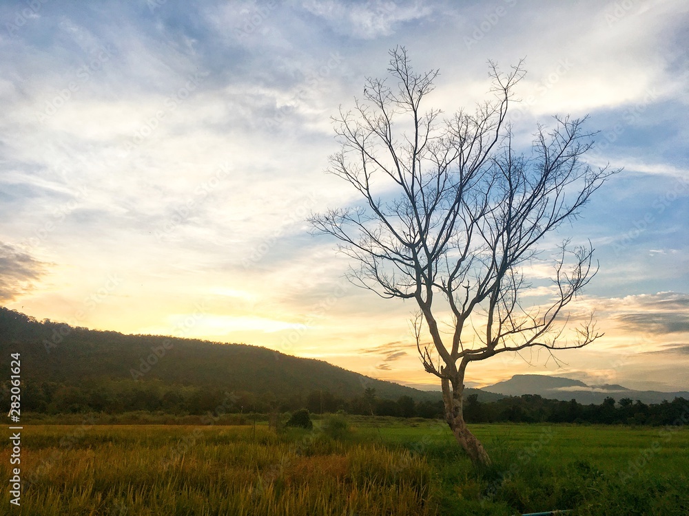 Leafless tree in the half rice field and paddy field with mountain on sunset. Color shade of nature Leafless tree in the half rice field and paddy field with mountain on sunset. Color shade of nature