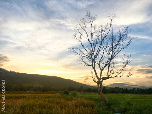 Leafless tree in the half rice field and paddy field with mountain on sunset. Color shade of nature