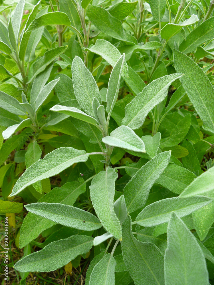 Obraz premium Aromatic common sage leaves (Salvia forsskaolii, indigo woodland sage, Salvia officinalis). Common sage young sprouts growing in a herb garden. 