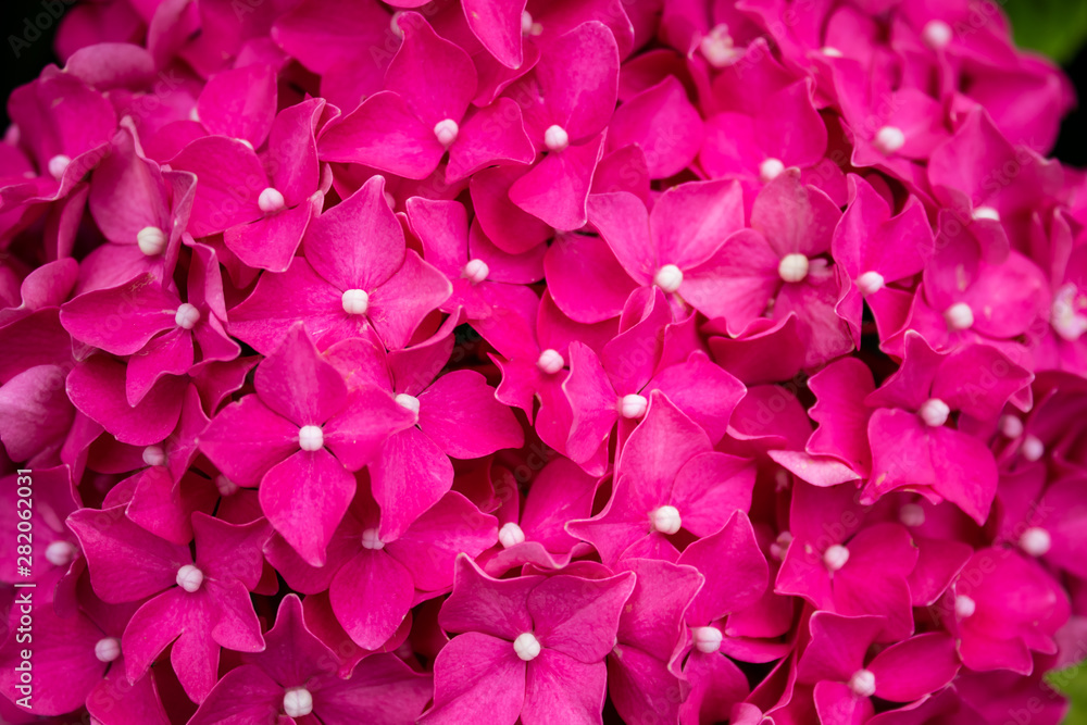 Hydrangea blossom on a sunny day. Flowering hydrangea plant. Blooming flowers in the summer garden. Pink hydrangea in full bloom. Hydrangea blossom on a sunny day. Flowering hydrangea plant. Blooming flowers in the summer garden. Pink hydrangea in full bloom.