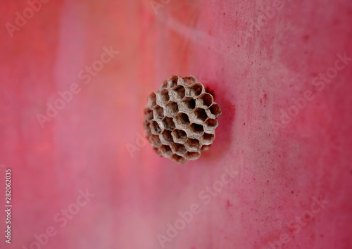 Vespiary. Macro shooting. Photographed in the village of Shelashnikovo, Russia, summer 2019. photo