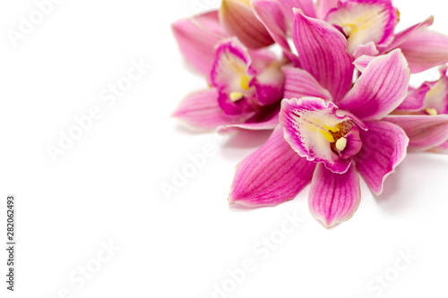 pink cymbidium orchid isolated on white background