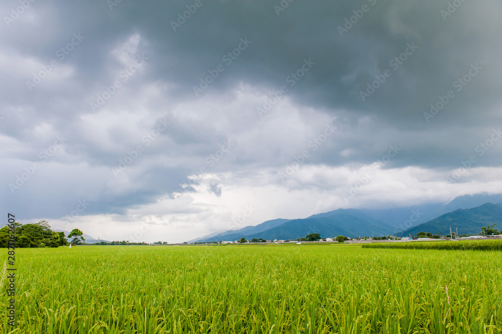 Obraz premium Landscape View Of Beautiful Rice Fields At Brown Avenue, Chishang, Taitung, Taiwan. (Ripe golden rice ear)